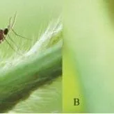 thumbnail for publication: Melaleuca Gall Midge (suggested common name) Lophodiplosis trifida Gagné (Insecta: Diptera: Cecidomyiidae: Cecidomyiinae: Cecidomyiini)